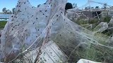 为躲洪水，澳大利亚蜘蛛织“巨网”逃命 涌入居民区“染白”农舍