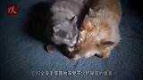小鸡把猫当成妈妈，下一秒画风大变！猫咪：咋回事？