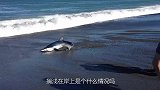 老大爷看见鲨鱼在海滩搁浅，好奇的走过去，下一秒却出现意外！