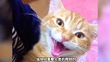 可以帮人类解压的萌宠，你喜欢猫咪？