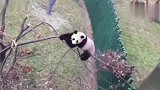 熊猫：爬树有风险！胖子需谨慎