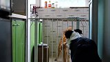 猫咪跟金毛被困在围栏的一边，是边牧帮它们化解的困境