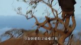 男子为躲避狮子爬到树上，不料人算不如天算，狮子直接冲了过来