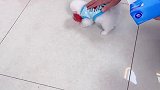 昨晚跟哪个小母狗鬼混去了家有萌宠 萌宠