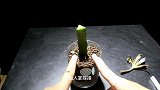异想天开的嫁接，仙人掌嫁接莲花掌，网友：这能活，我把他们吃了