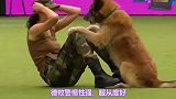 这些适合做警犬的狗，养一只就对你效忠一辈子，你准备好了吗