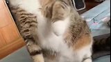 猫：这啥玩具，还挺奇怪的！