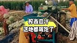 西瓜地里榨西瓜汁，流了一地西瓜汁