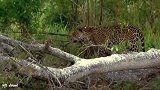 动物世界：鳄鱼捕杀过河的猎豹