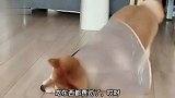 狗：我被封印了？突然啥也不会了！