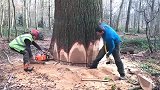 伐木工技术精湛，沉浸式体检大树倒下，大树倒下很是震撼！