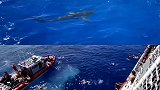 惊险！40多名船员海中嬉戏，下一秒美国海岸警卫队开枪逼走鲨鱼
