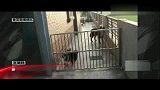 搞笑-20120416-超牛狗狗轻功越狱神马也阻止不了它
