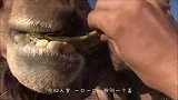 黄牛作死模仿骆驼吃仙人掌，一边吃一边痛，骆驼看了都忍不住发笑