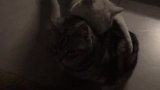 猫：放开我，我们之间不会有结果的！