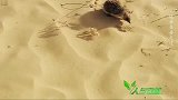 沙漠里也有刺猬，它是怎么活下来的？