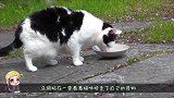 猫咪看上了乌鸦的食物，生气的乌鸦对着猫咪尾巴下手了