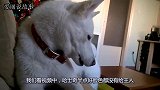 当主人抢走哈士奇的地盘时，哈士奇大发雷霆，无奈半点用都没有