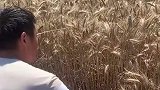 地太湿了，收割机没法下地呀