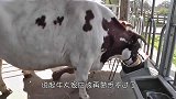 男子将喂养多年的牛送到屠宰场，屠夫却不愿下手，称此牛为神牛
