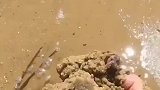 蓝宝石系列的小螃蟹，漂亮的有点冒泡泡