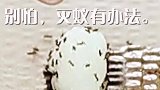 前几天发了教大家灭蚊子视频