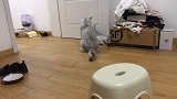 猫咪上一秒还在跟同伴打架，看见主人立马假装乖巧，太心机了
