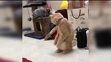 你要记住，你是猫！不是小浣熊！
