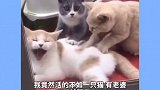 人不如猫啊，羡慕嫉妒恨啊