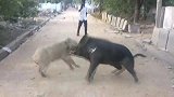 400斤野猪闯入家猪地盘，发生惨烈战斗，家猪也不是吃素的！