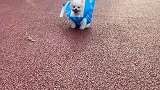这是啥造型呀，遛狗新方式