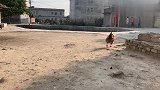 大公鸡喔喔叫
