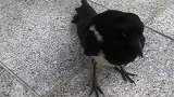 聪明的八哥为争抢到食物，竟对猫咪这地方打起歪主意