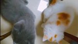 从小一起养大的两只小猫经常打闹玩耍，解压治愈萌宠生活