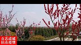 青岛的桃花朵朵开，暖暖的春风迎面吹来，我等着你回来！