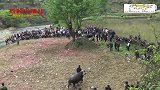 乡村斗牛：牛王非常聪明，一到绑脚时间就使劲往前冲，有点惊险！