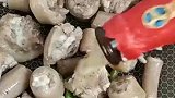 大千世界无奇不有啊，这猪尾巴居然也能做卤鹌鹑蛋吃