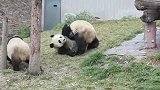 看到有竹子扔进来，熊团子集体全跑出来了场面太好笑了