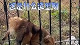 我不是吕洞宾，但我确实有好人心