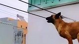 虎子会武术，谁也挡不住