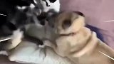 短短三秒钟挨了几百个嘴巴子