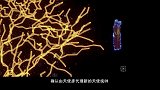 雄兵连之诸天降临：凯莎把新的女王之位给了彦来接替