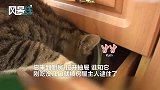 野猫闯进居民家中偷吃食物被逮个正着 受惊吓装可怜模样笑翻网友