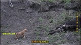 狮子猎杀水牛,雄狮猎杀水牛不带幼崽吃肉,幼崽要饿肚子了