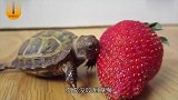 乌龟吃比自己还大的草莓，一口一口咬不着，急性子可看不了