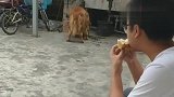 主人不给金毛吃面包，金毛竟报复主人，朝主人吐口水