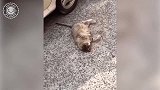 你怎么还翻白眼了啊，这是怎么了，在开玩笑吗