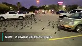 恐怖片？美国一购物中心停车场被数千只黑鸟占领 似“末日”场景