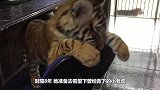 女子救下一只小老虎，8年后再相遇，猛虎直接朝她扑了过来
