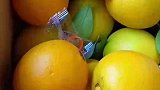 女子网购一斤的赣南脐橙，收到好多果皮都是青色的，这才是好果子